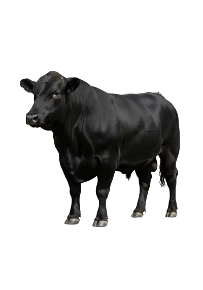 Imagen PNG para descargar